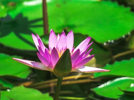 Biopiscina: Cos'è e come realizzarla nel tuo giardino? 1 ninfea