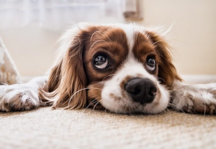 Cani in appartamento: Diritti e doveri dell’inquilino.