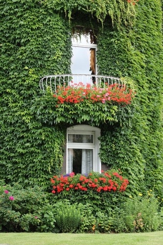 Rinfrescare casa senza condizionatore? 7 consigli utili. 1 rampicanti