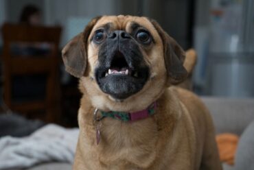 Cane che abbaia: Come gestire il disturbo in condominio?
