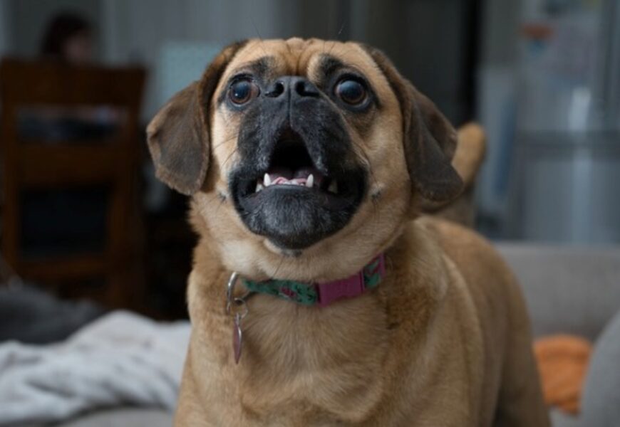 Cane che abbaia: Come gestire il disturbo in condominio?
