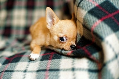 Cane che abbaia: Come gestire il disturbo in condominio? 1 chihuahua